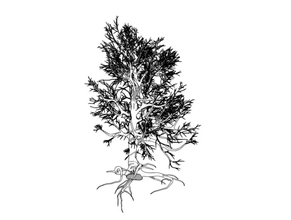 Beyaz Arkaplan Vektörü Üzerinde Bir Ağaç Çizimi — Stok Vektör