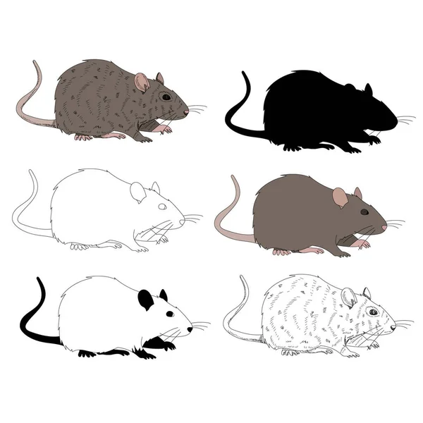 Vector Sobre Fondo Blanco Rata Ratón Conjunto Con Silueta Boceto — Archivo Imágenes Vectoriales