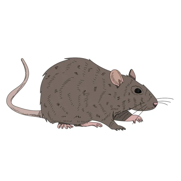 Fondo Blanco Rata Ratón Marrón — Vector de stock