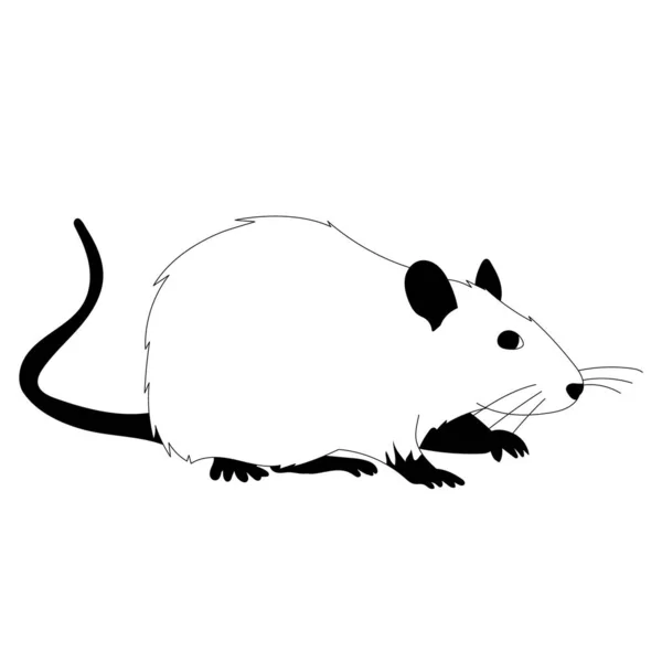 Ratte Maus Schwarz Weiße Silhouette Wolle — Stockvektor