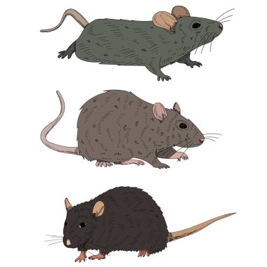 beyaz arkaplan, fare, fare, set