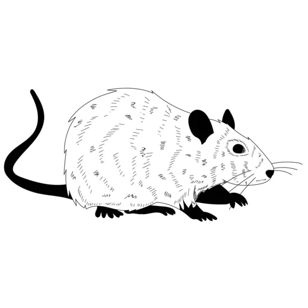 Αρουραίος Ποντίκι Ασπρόμαυρη Σιλουέτα Μαλλί — Διανυσματικό Αρχείο
