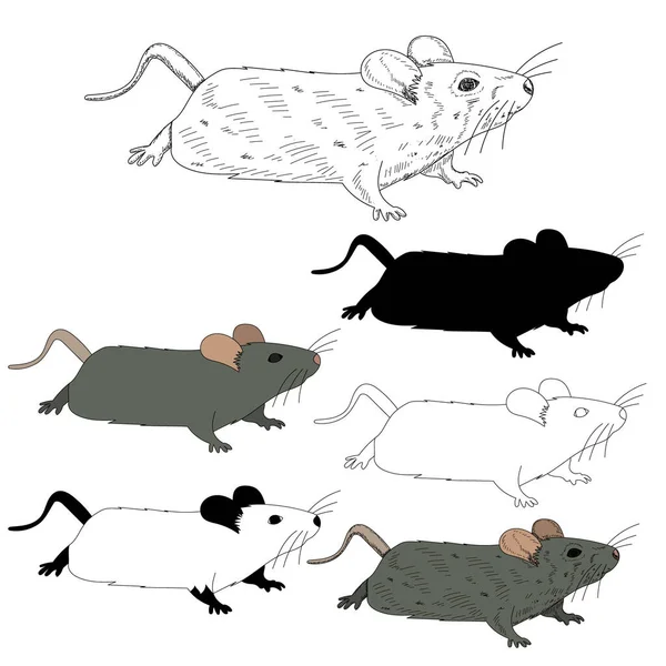 Белый Фон Крыса Мышь Набор Силуэтом Эскиз — стоковый вектор