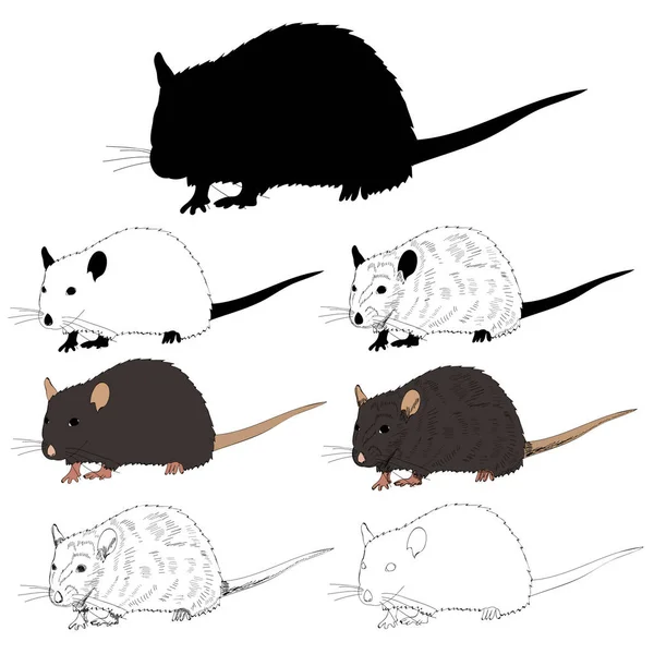 Rat Souris Ensemble Avec Silhouette Croquis — Image vectorielle