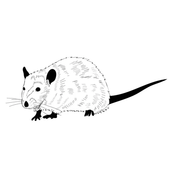 Vector Fondo Blanco Rata Ratón Silueta Blanco Negro — Vector de stock