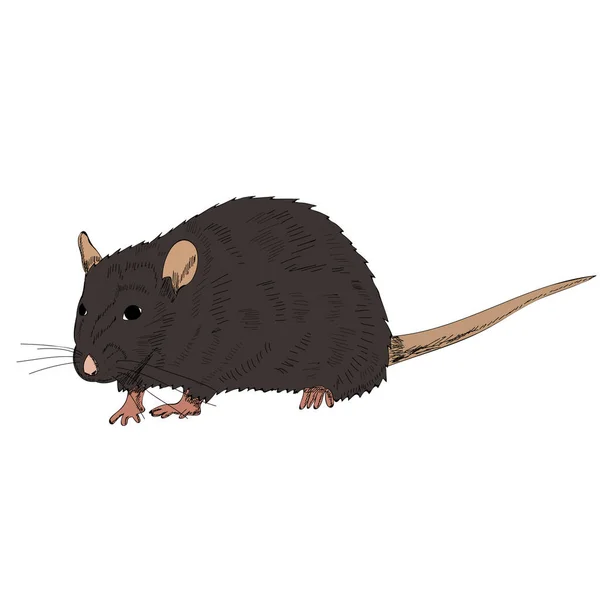 Vector White Background Rat Mouse Brown — Stock Vector