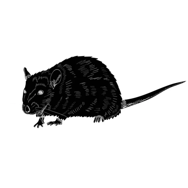 Vektor Auf Weißem Hintergrund Schwarze Silhouette Einer Ratte — Stockvektor