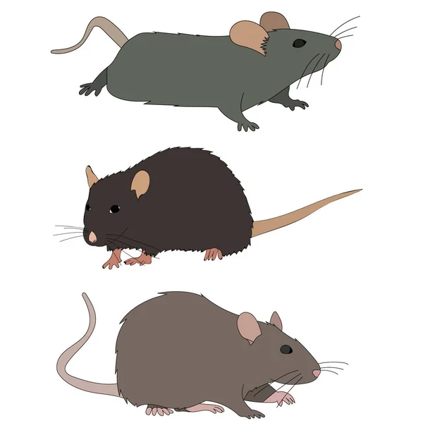 White Background Rat Mouse Set — Stock Vector