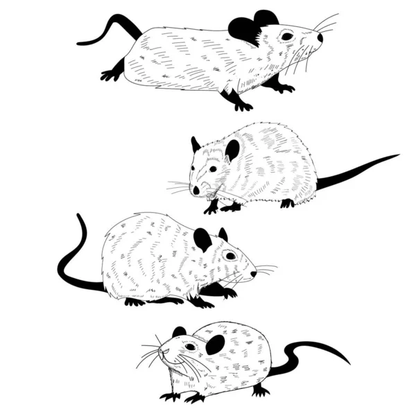Белый Фон Черно Белый Силуэт Крысы Мыши Набора — стоковый вектор