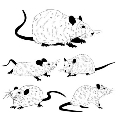 vektör, beyaz arkaplanda, bir farenin, farenin, farenin, setin siyah ve beyaz silueti