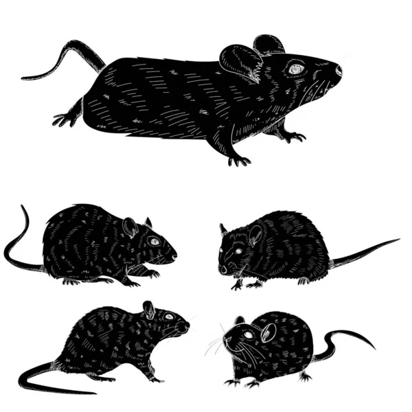 Vector White Background Black Silhouette Rat Mouse Set — Stock Vector