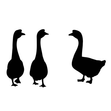  beyaz arkaplan kaz silueti