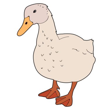 Kuş kaz, ördek vektörü