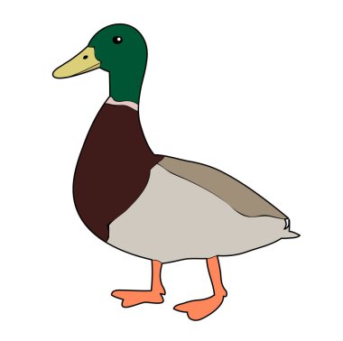 vektör, izole kuş drake