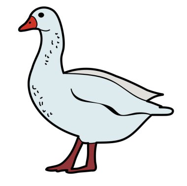 Ördek, beyaz arkaplanda
