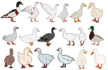 vektör, izole kaz, ördek, beyaz arkaplan, set