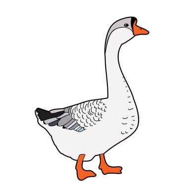 Kaz, beyaz arkaplanda