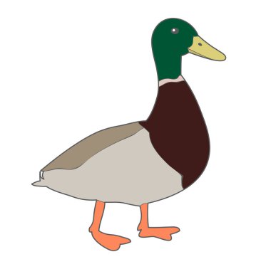 vektör ve Drake beyaz arkaplanda