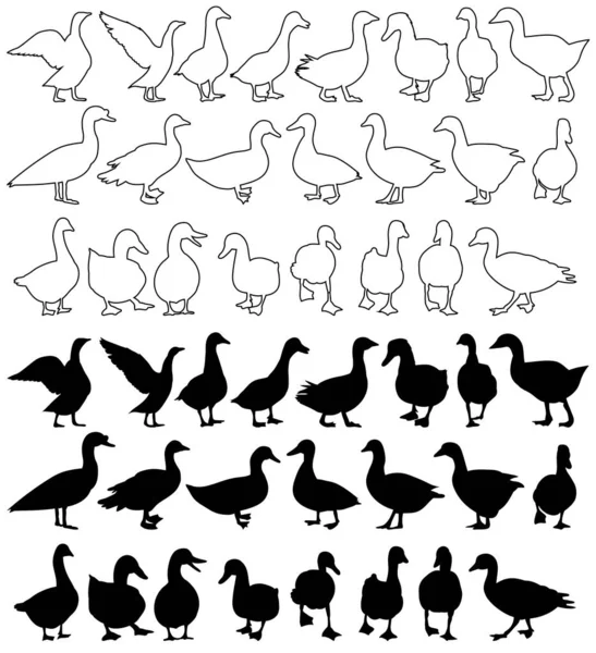 Vector Silueta Aislada Gansos Patos — Vector de stock