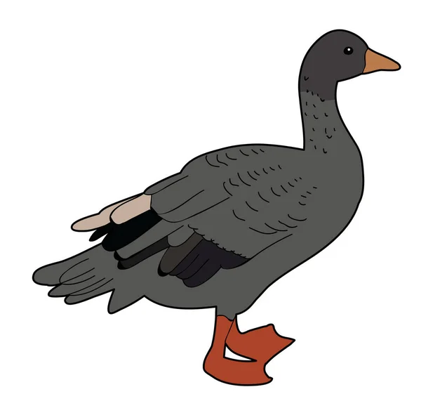 Aislado Ganso Pájaro Pato — Vector de stock