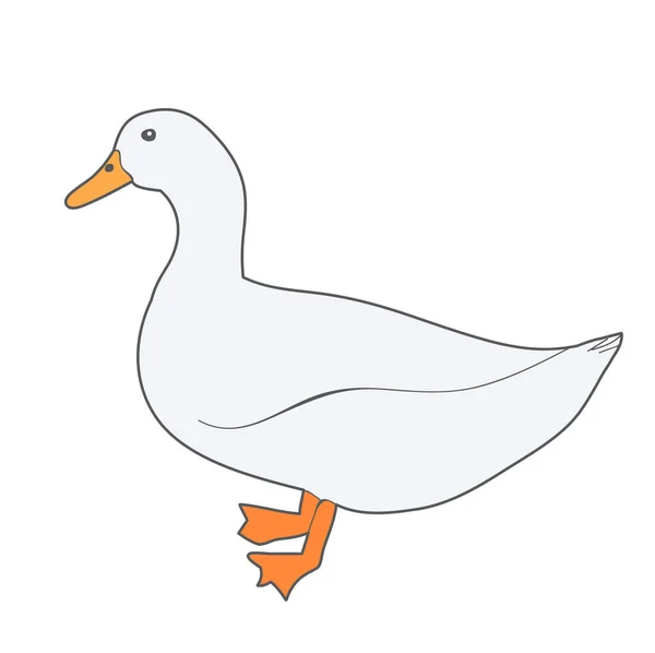 Pato Sobre Fondo Blanco — Vector de stock