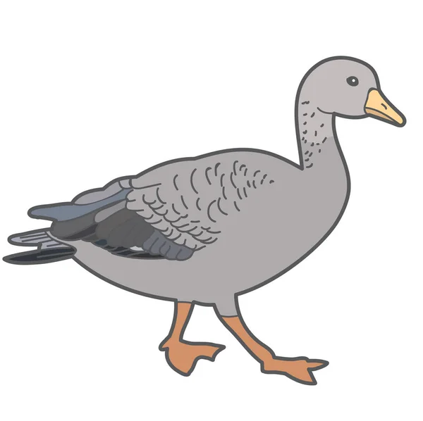 Vector Pato Sobre Fondo Blanco — Archivo Imágenes Vectoriales