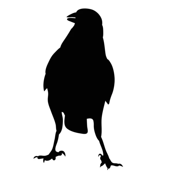 Izolowana Sylwetka Wron Ptaków — Wektor stockowy