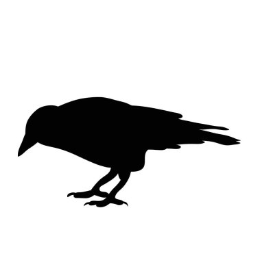 Siluet kuş karga, izole
