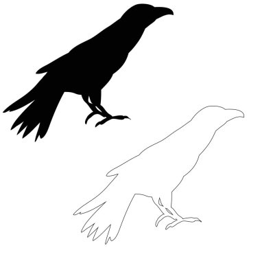 vektör, izole edilmiş bir kuş silueti, kuzgunlar
