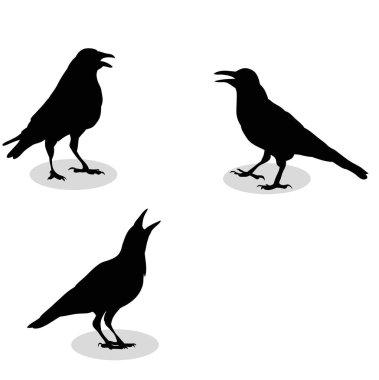 Bir kuzgunun vektörü, silueti,