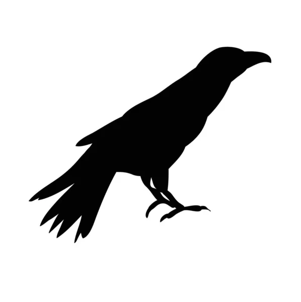 Vector Silueta Aislada Pájaro Cuervos — Vector de stock