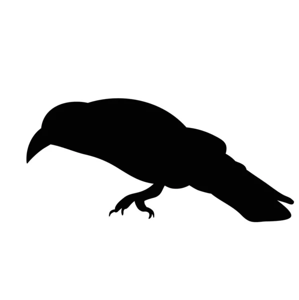 Vector Geïsoleerd Silhouet Van Kraaien Vogel — Stockvector