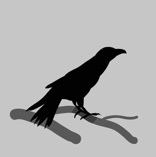 Vector Isolated Silhouette Crows Bird — Stock Vector