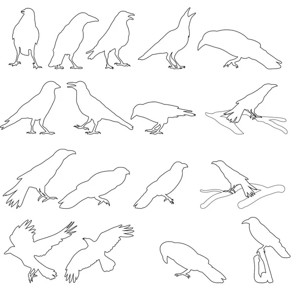 Vector Geïsoleerd Silhouet Van Een Vogel Kraai Schets — Stockvector