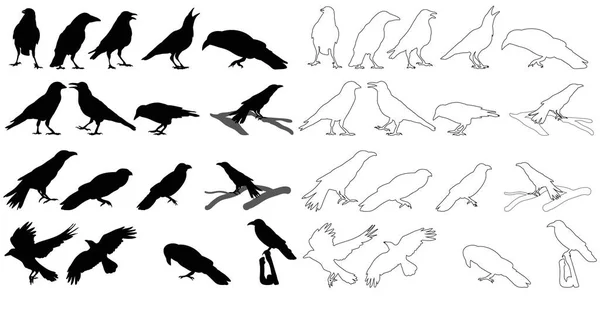 Vector Silhouette Crows Set — Stock Vector