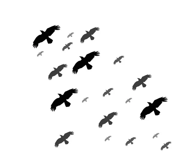 Silhueta Aves Voadoras — Vetor de Stock