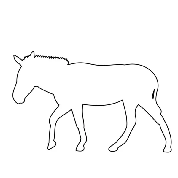 Isolierte Kontur Der Esel Skizze Ist — Stockvektor