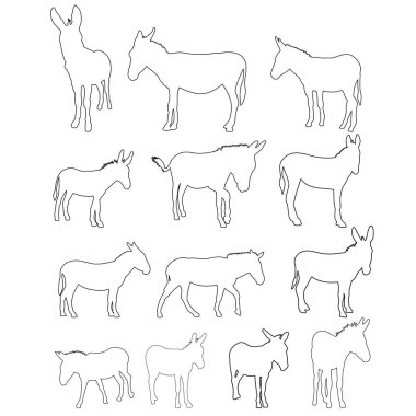 vektör, eşeğin izole edilmiş konumu, çizim, set