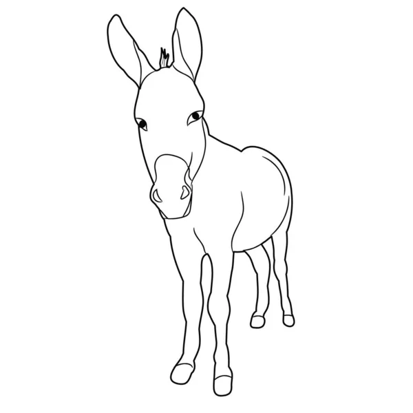 Isolierte Skizze Eines Esels Auf Weißem Hintergrund — Stockvektor