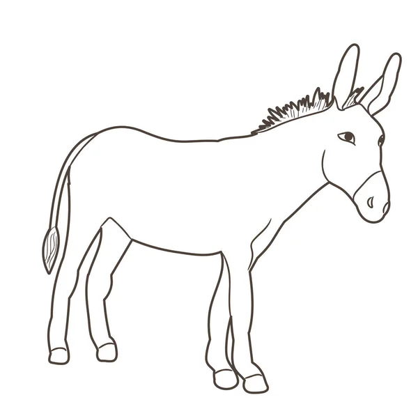 Sketch Donkey Standing — Stock Vector