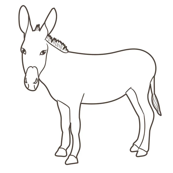 Vector Boceto Aislado Burro Pie — Archivo Imágenes Vectoriales