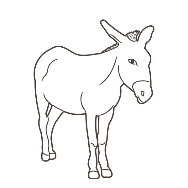 Isolated Donkey Sketchvector Vector — Stock Vector