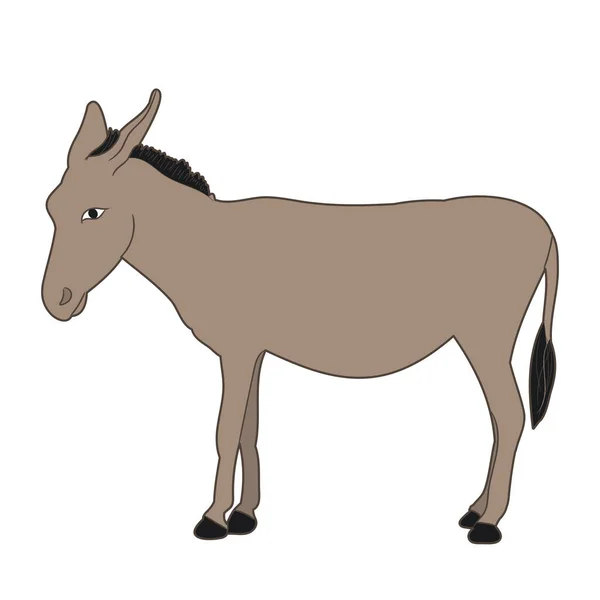 Donkey Standing White Background — Stock Vector