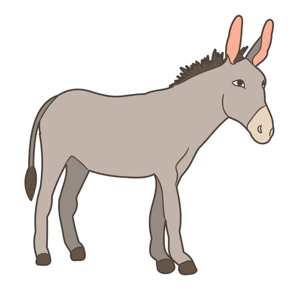Gray Donkey Standing White Background — Stock Vector