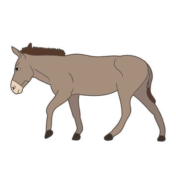 Donkey Gray Goes Vector — Stock Vector