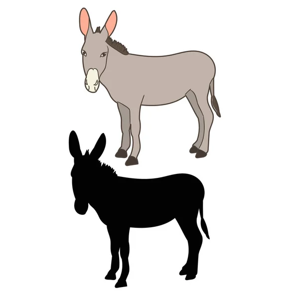 Donkey Standing Front White Background — Stock Vector