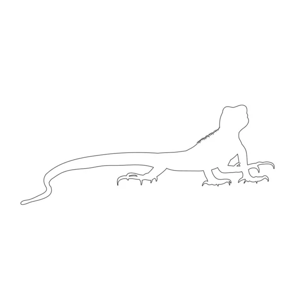 Isolated Outline Lizard White Background — Stock Vector