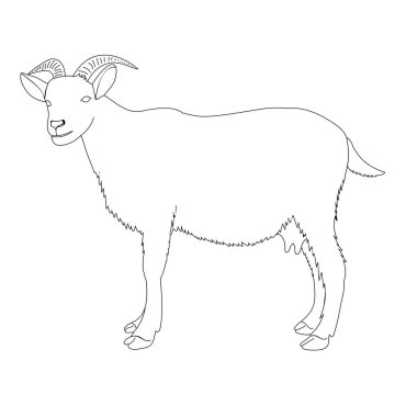 Beyaz bir arka planda duran keçi tasviri