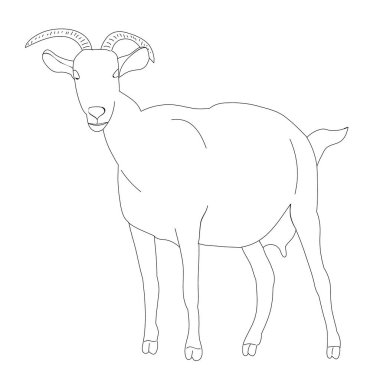 vektör, izole keçi çizimi