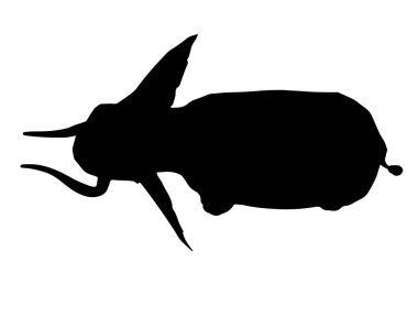 Beyaz arkaplanda fil silueti vektörü